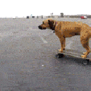 funny-gif-dog-riding-skate-road
