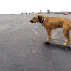 funny-gif-dog-riding-skate-road